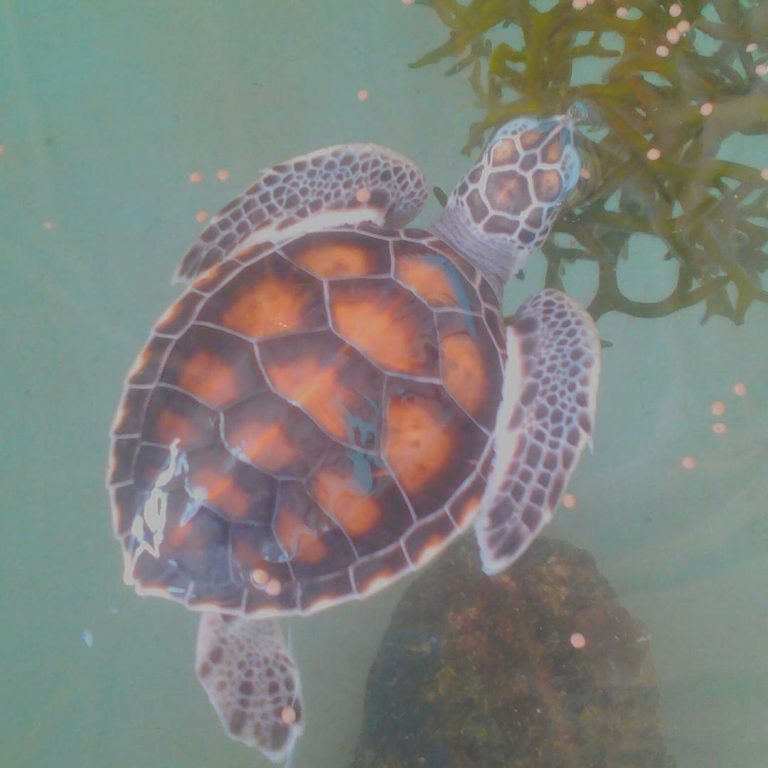 26067006_673749786348773_3855973672154038272_n